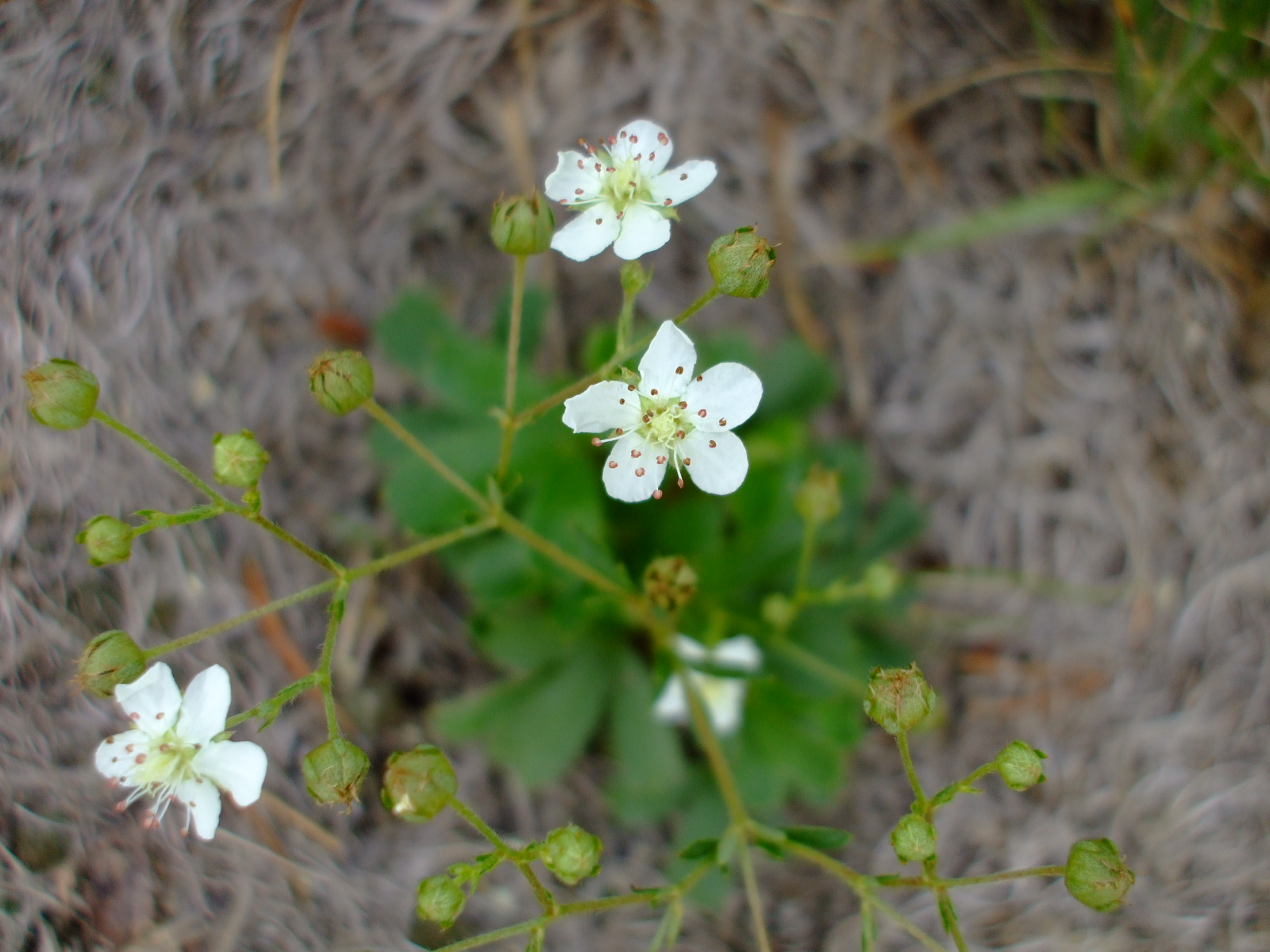 Sibbaldiopsis tridentata
